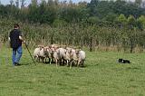 BORDER COLLIE - MOUTONS 029